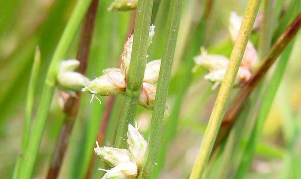 p>萤蔺是一种属于单子叶植物纲莎草科 a>藨草属 /a>的多年生草本杂草