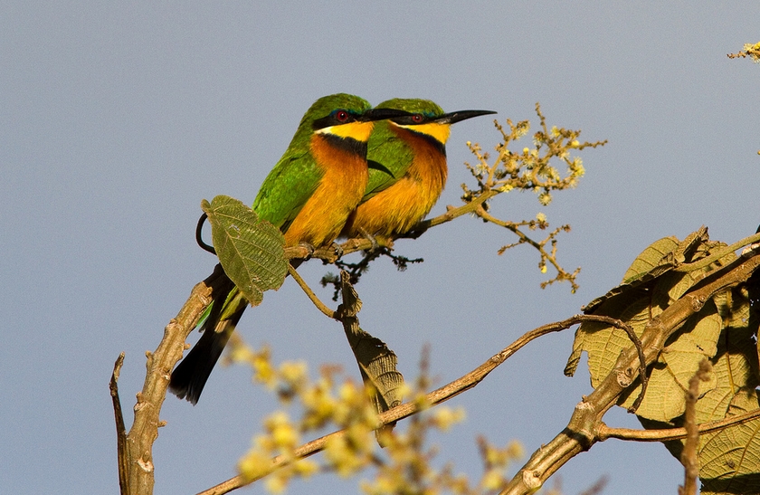  p>红胸蜂虎(学名: i>merops oreobates /i>):为小型 a target="
