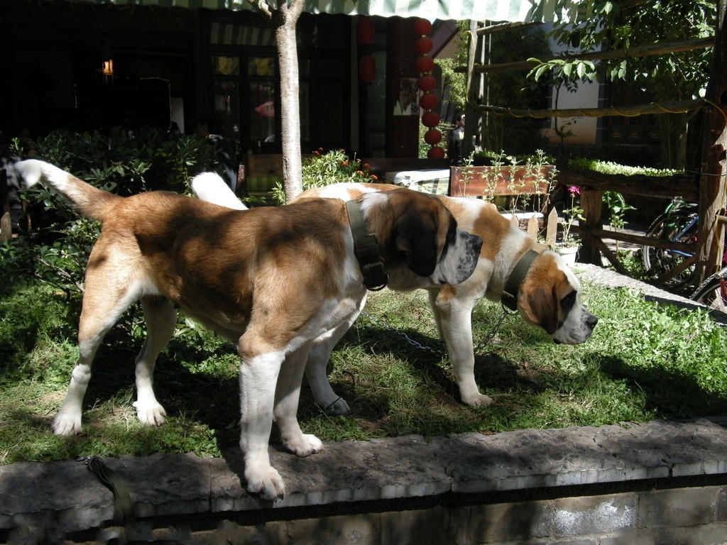  p>圣伯纳犬(saint bernard)又名 a target="_blank" href="/item