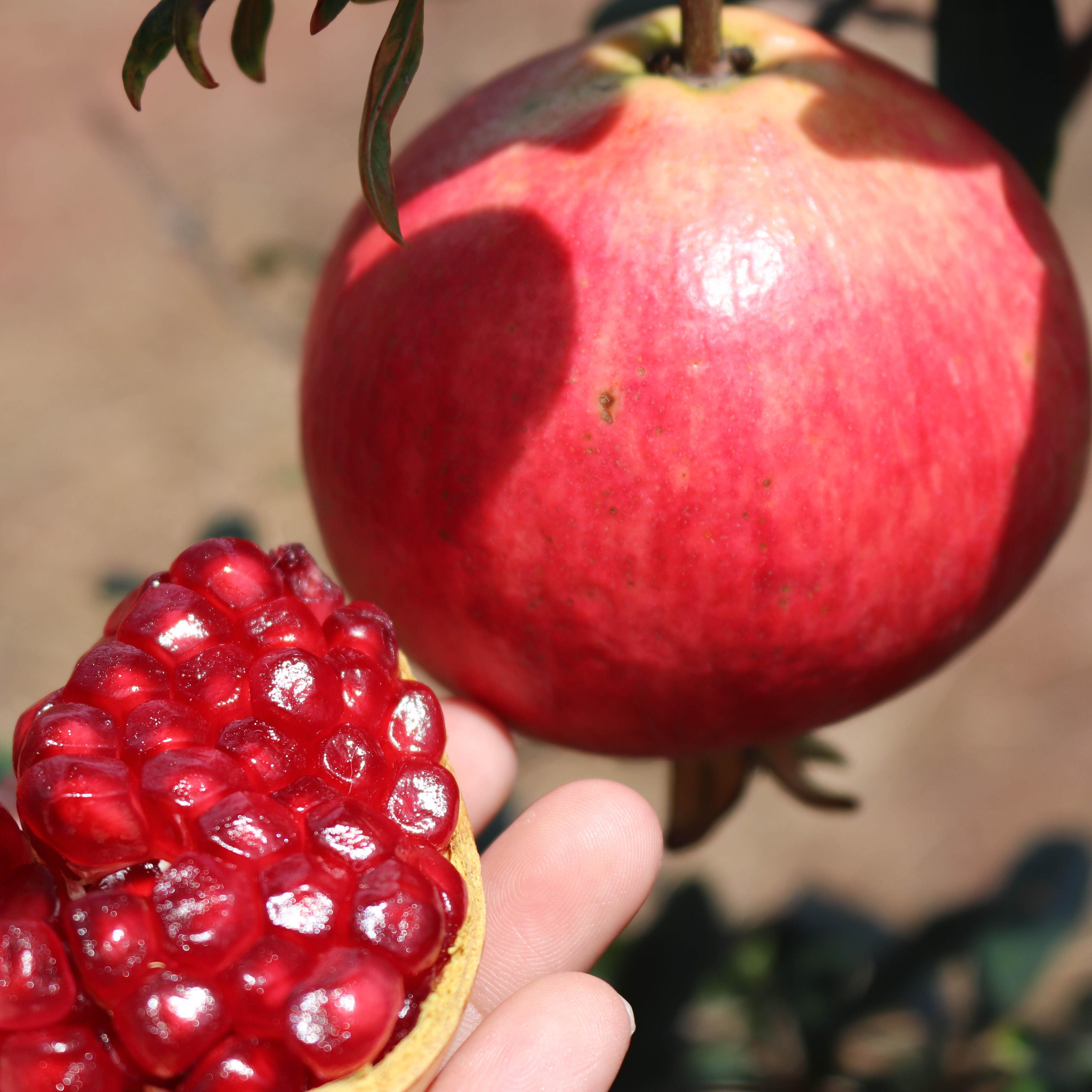  p>会理石榴,四川省凉山彝族自治州会理市特产,中国国家地理标志产品.