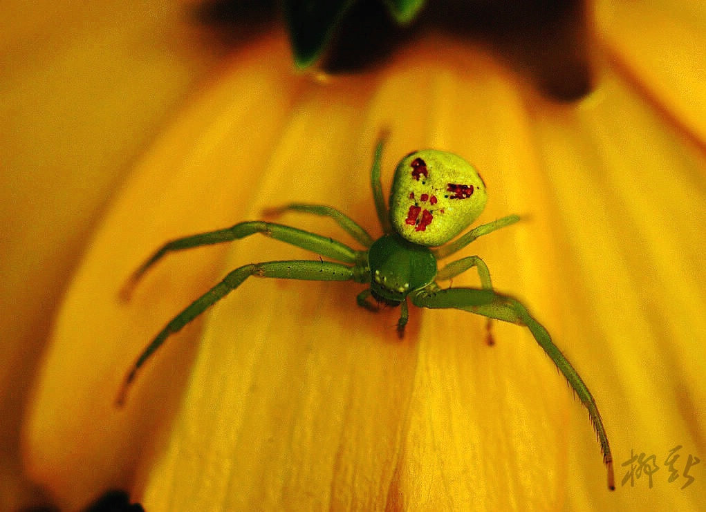  p>人面蜘蛛, a href="#">蛛形纲 /a> a href="#">长脚蛛科 /a>.