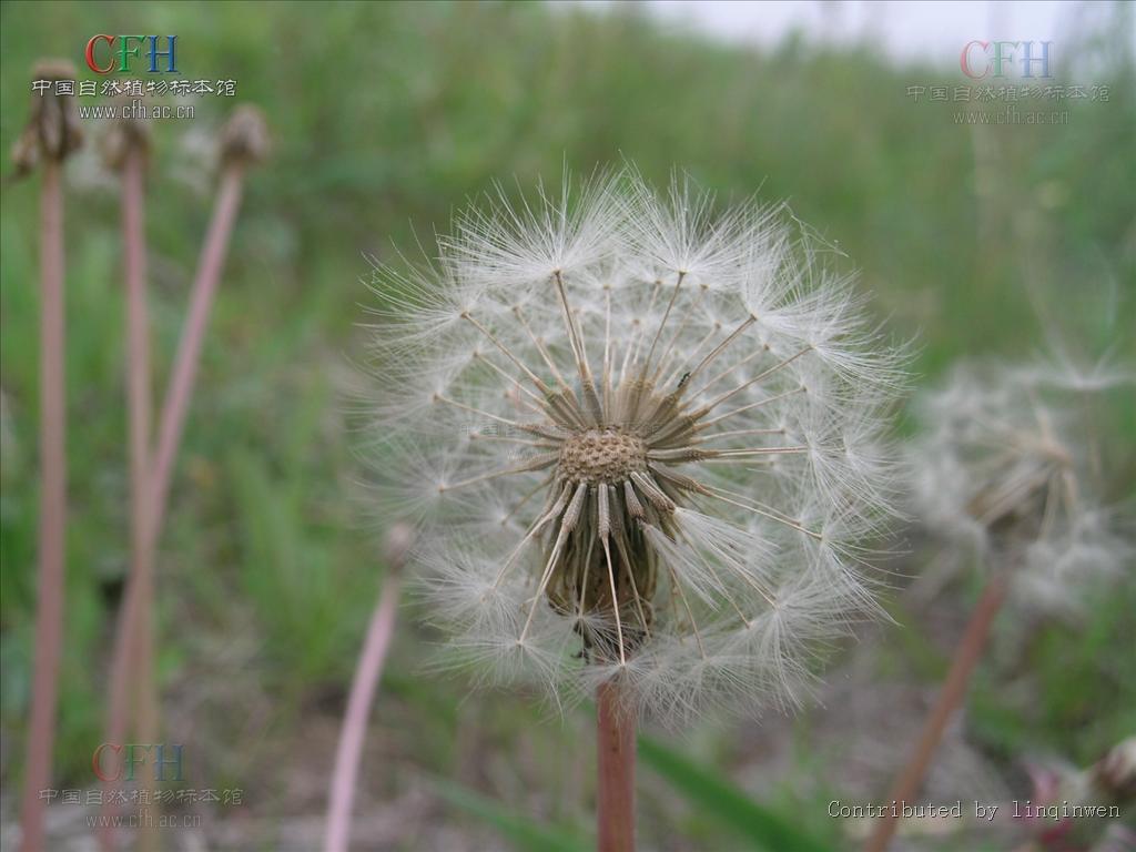  p>亚洲蒲公英(学名: i>taraxacum asiaticum  /i>dahlst.