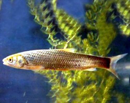  p>四川哲罗鱼(学名:hucho bleekeri)为鲑科 a target="_blank" href=