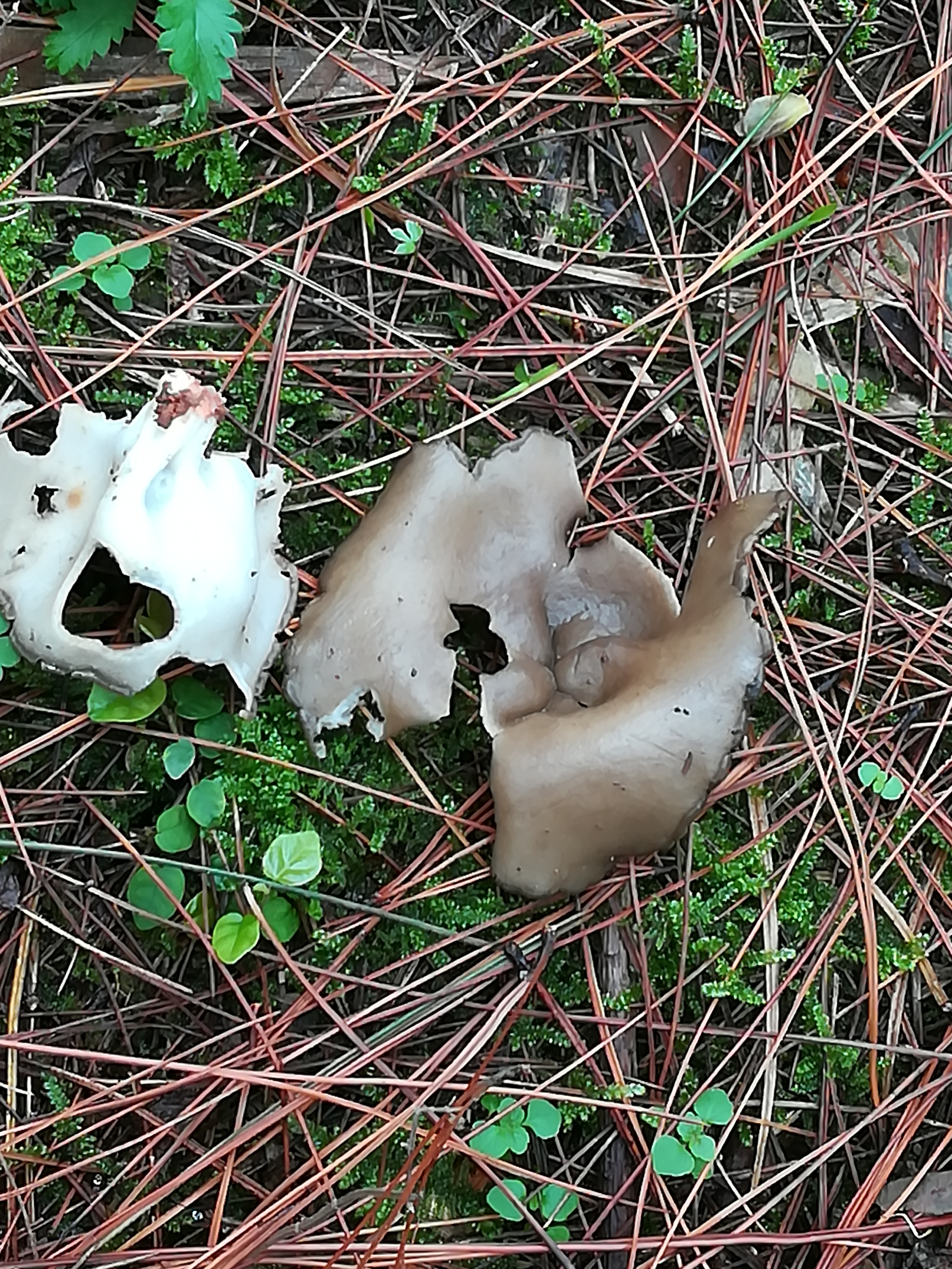  p>子囊盘中等或较大,呈盘状,褐色,有肋状皱纹.