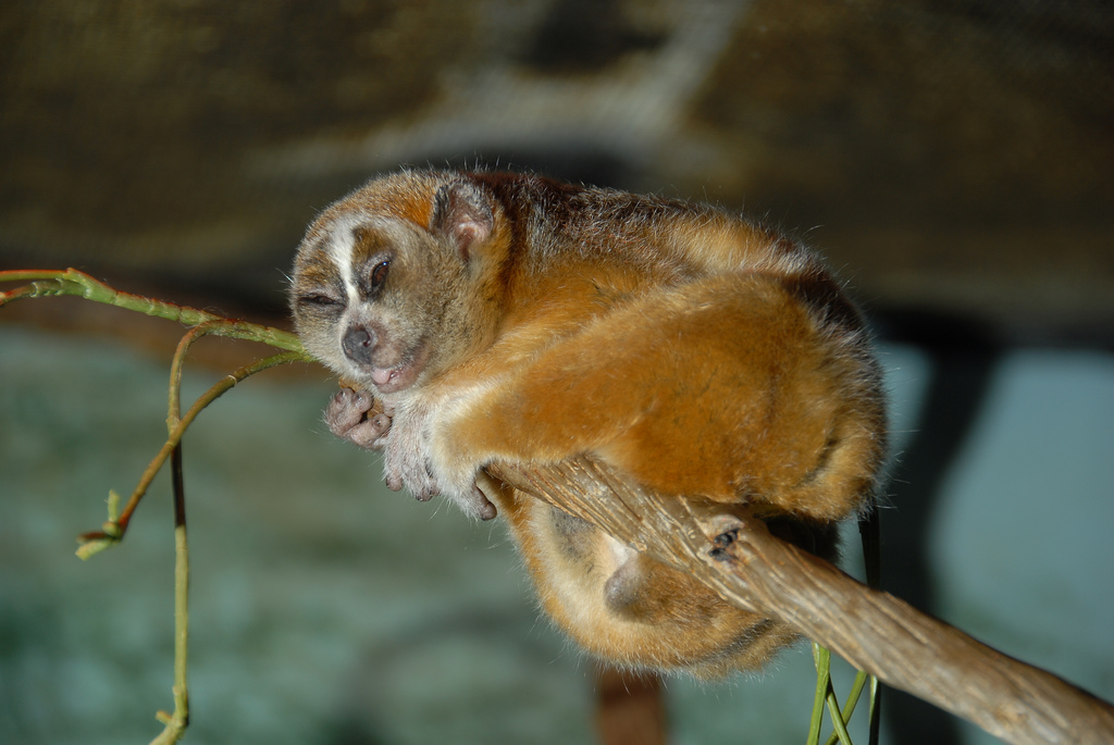  p>倭蜂猴(学名: i>nycticebus pygmaeus /i>),别称小蜂猴,小懒猴,风