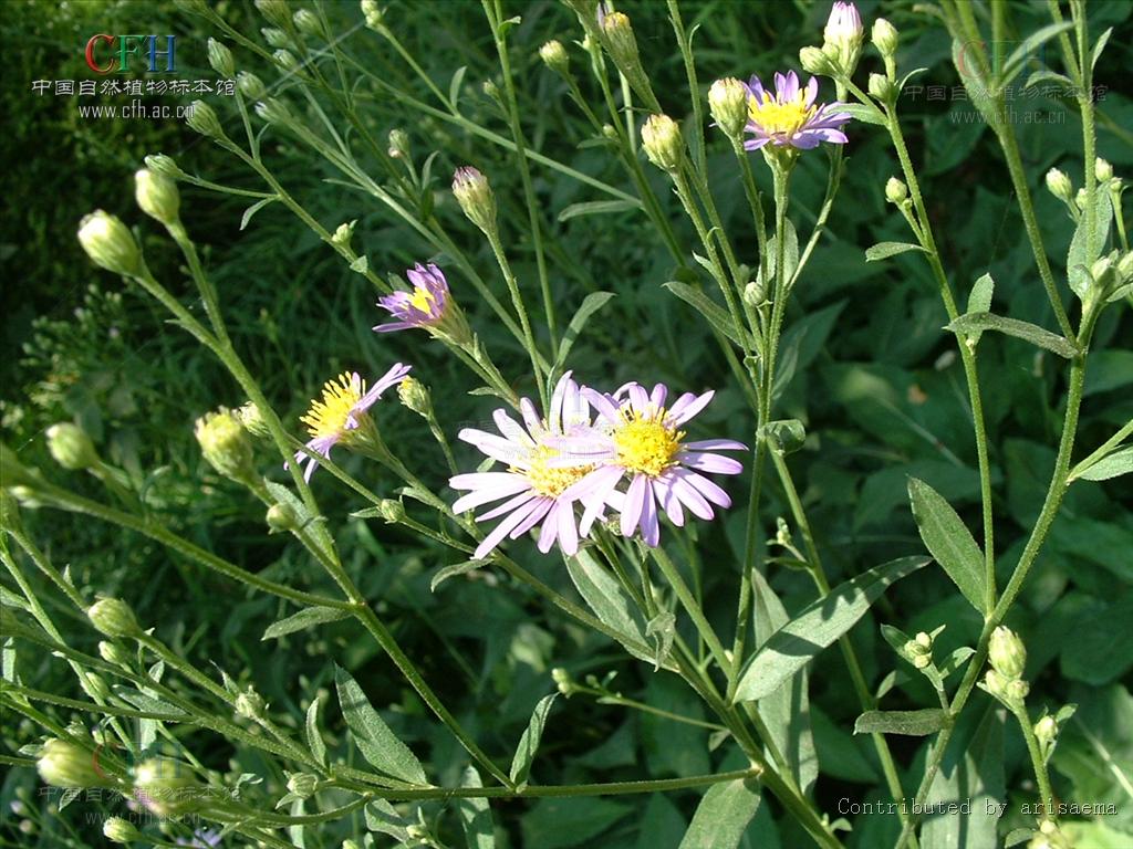 菊科紫菀属多年生草本植物.