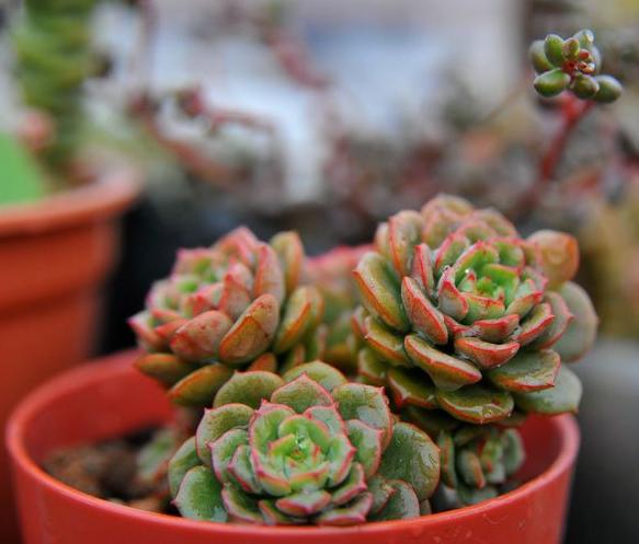  p>艾格尼斯玫瑰(学名:echeveria tramuntana),亦叫艾格尼丝玫瑰,属