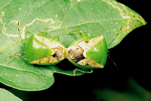 ="/item/半翅目/1535270" data-lemmaid="1535270">半翅目 /a>椿象科