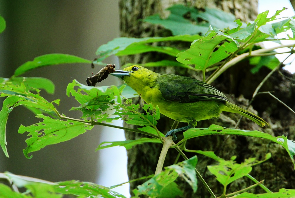  p>大绿雀鹎(学名: i>aegithina lafresnayei /i>,英文名:great iora)