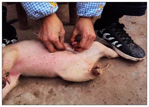  p data-id="go159c4kgn">劁(qiāo)猪,顾名思义,就是阉割猪的睾丸或