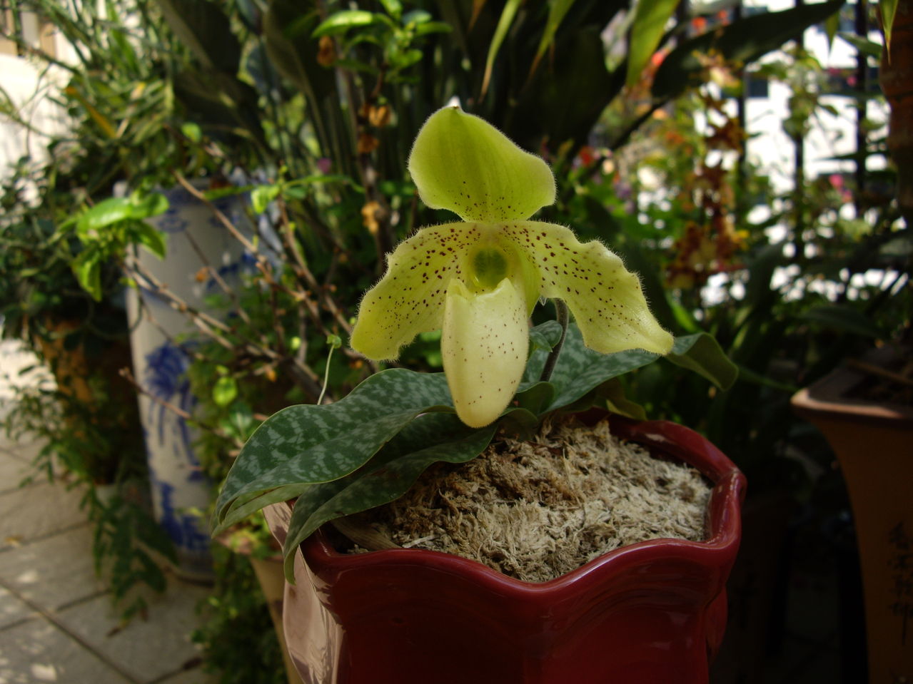  p>同色兜兰(学名: i>paphiopedilum concolor /i>)兰科, a target="