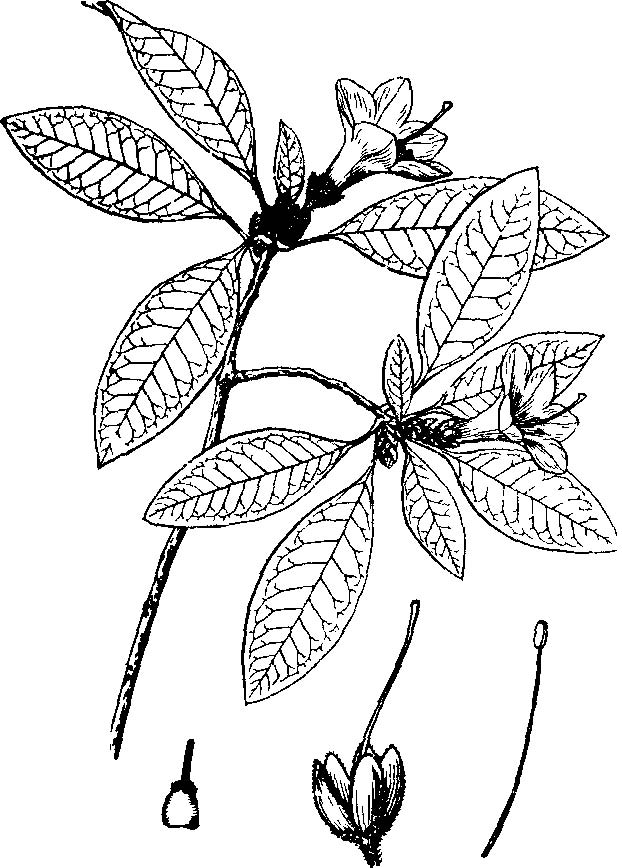 rhododendron viscigemmatum tam