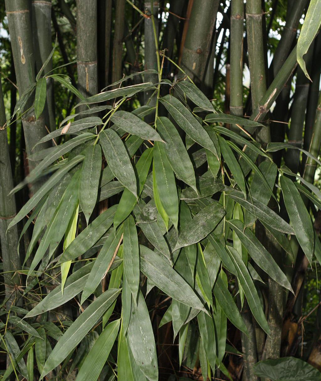 p>粉单竹(学名: i>bambusa chungii /i> mcclure)是禾本科,簕竹属 a