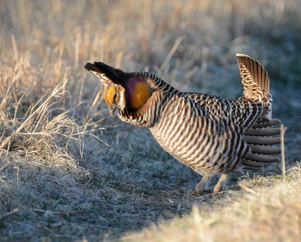 greater prairie chicken