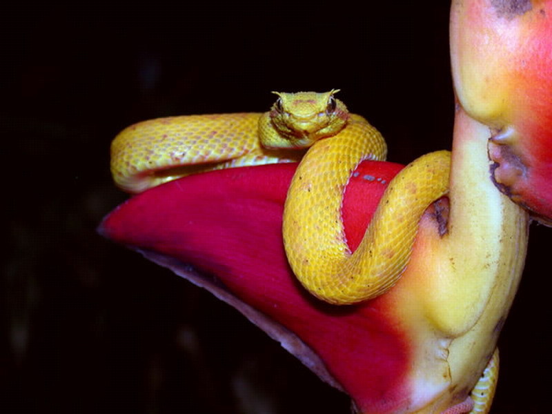  p data-id="gnwmx0sg48">睫角棕榈蝮,蝰蛇科, a target="_blank"