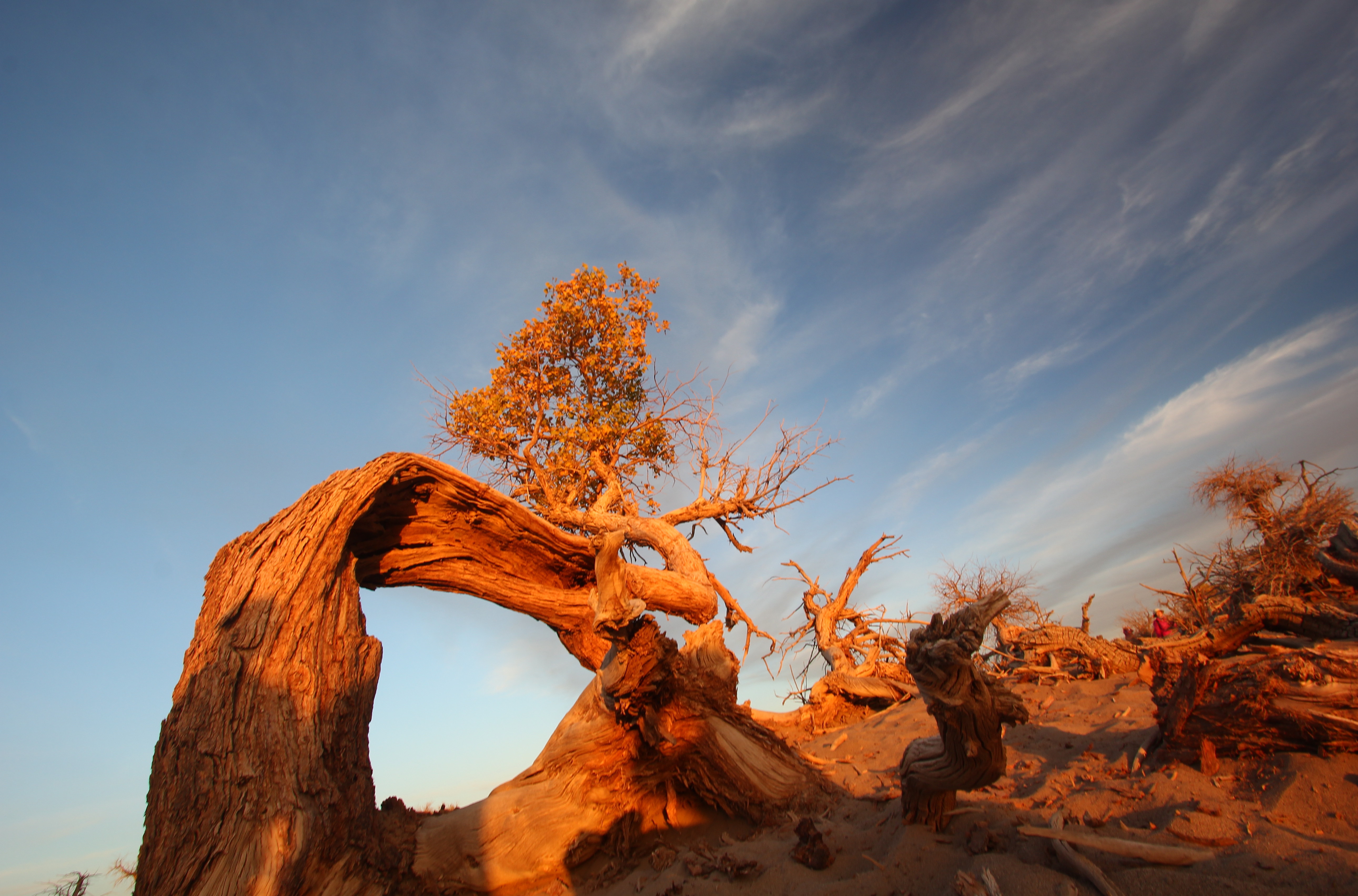 hpf6e">怪树林在 a target="_blank" href="/item/额济纳旗/7611392"