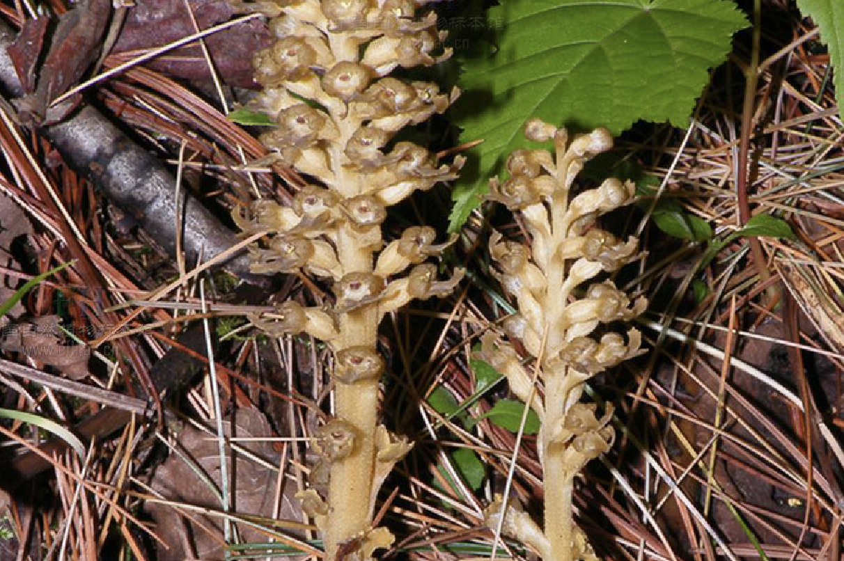 neottia papilligera schltr.