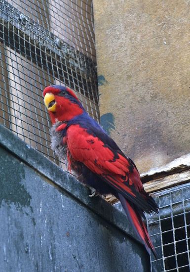  p>红蓝吸蜜鹦鹉(学名: i>eos histrio /i>)羽色鲜艳,鹦鹉鸟体为红色