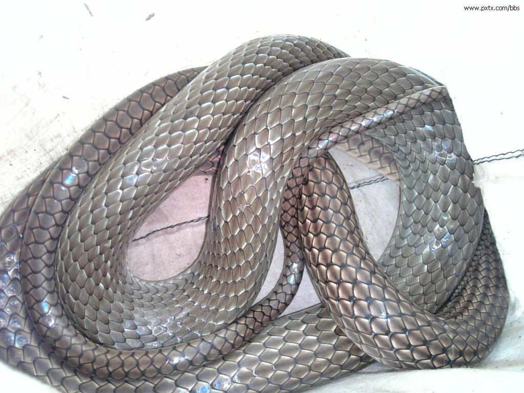  p>灰鼠蛇,学名ptyas korro,是 a target="_blank" href="/item/游蛇