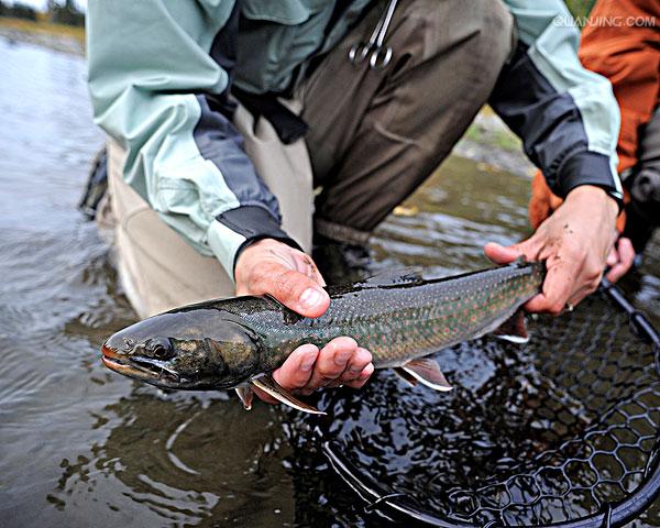  p>花羔红点鲑(学名:salvelinus malma)为鲑科红点鲑属的鱼类,体色由