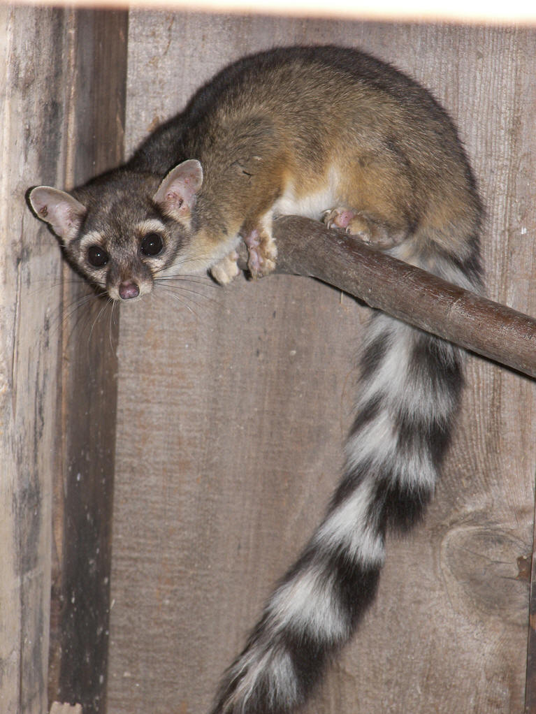  p>蓬尾浣熊(学名: i>bassariscus astutus /i>)分布于 a target="