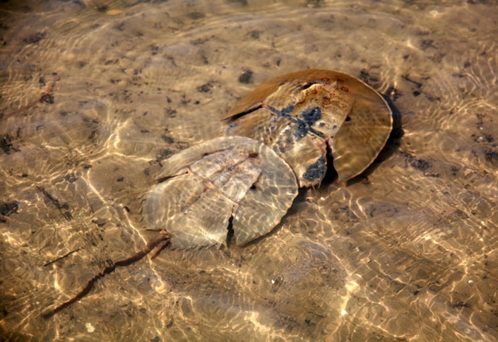  p>圆尾蝎鲎(学名: i>carcinoscorpius rotundicauda /i>):鲎科,蝎鲎