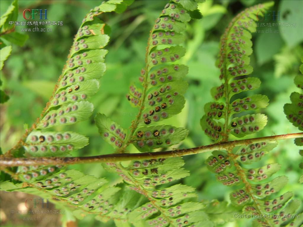 红褐鳞毛蕨