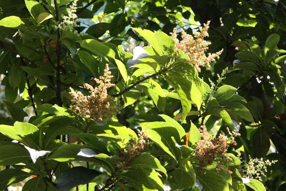  p>吕宋水锦树(学名:wendlandia luzoniensis dc.