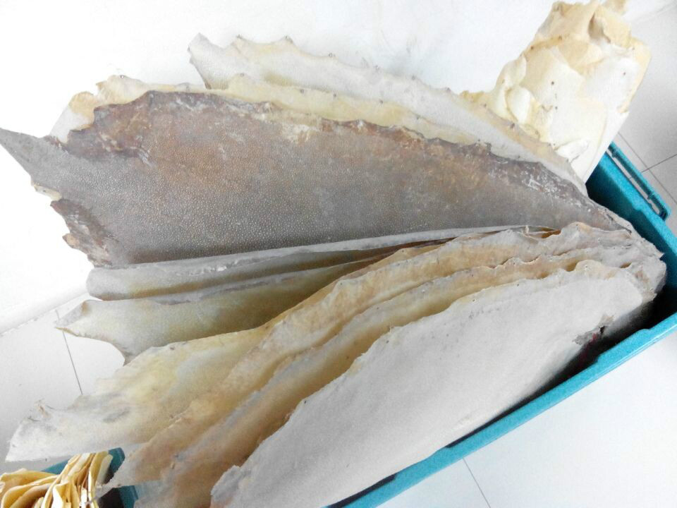  p>珍珠鱼皮是指蝠鲼鱼(又被称为 i>魔鬼鱼 /i>与毯魟)的鱼皮,并非