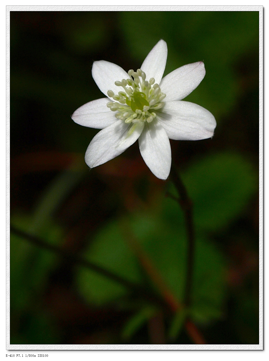  p>小花草, a target="_blank" href="/item/多年生">多年生 /a>.