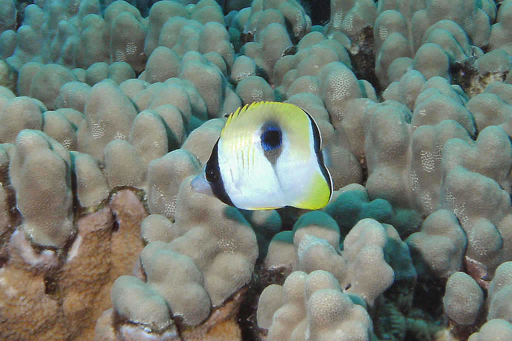  p>单斑蝴蝶鱼(学名:chaetodon unimaculatus).为蝴蝶鱼科蝴蝶鱼属.