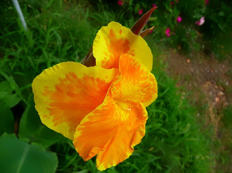 canna indica flava