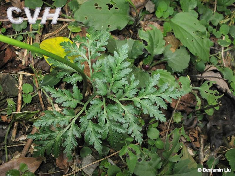 href="#" data-lemmaid="8230211">云南小阴地蕨 /a>,蕨叶一枝蒿