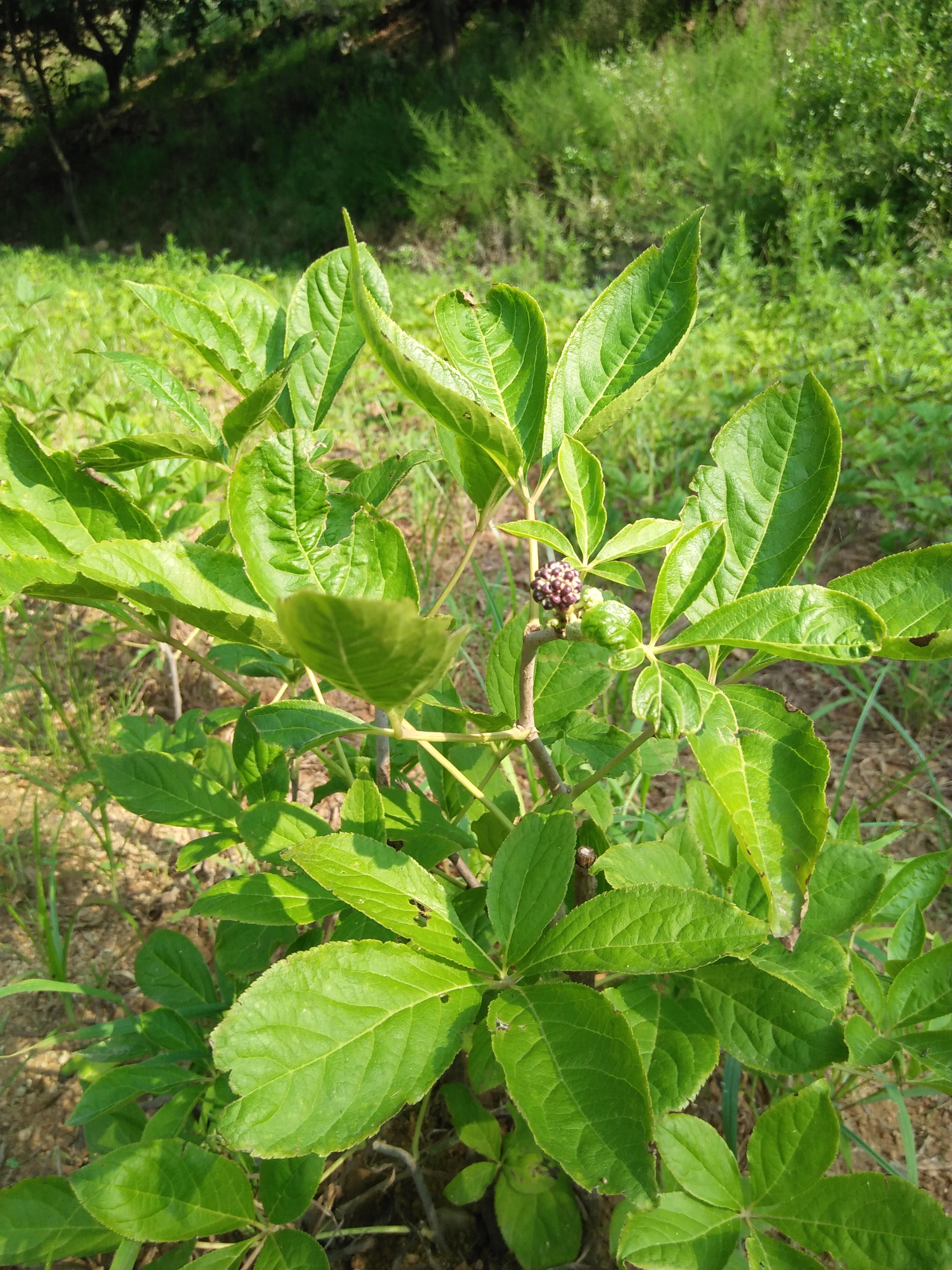  p>树山参又名白楸树,原产朝鲜,为木本灌木植物,系 a target="_blank"