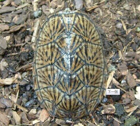  p data-id="tnisbaz05smr">麝香龟(学名: i>