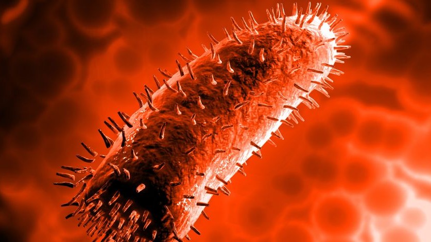 弹状病毒">弹状病毒 /a>科(rhabdoviridae)狂犬病毒属(lyssavirs))