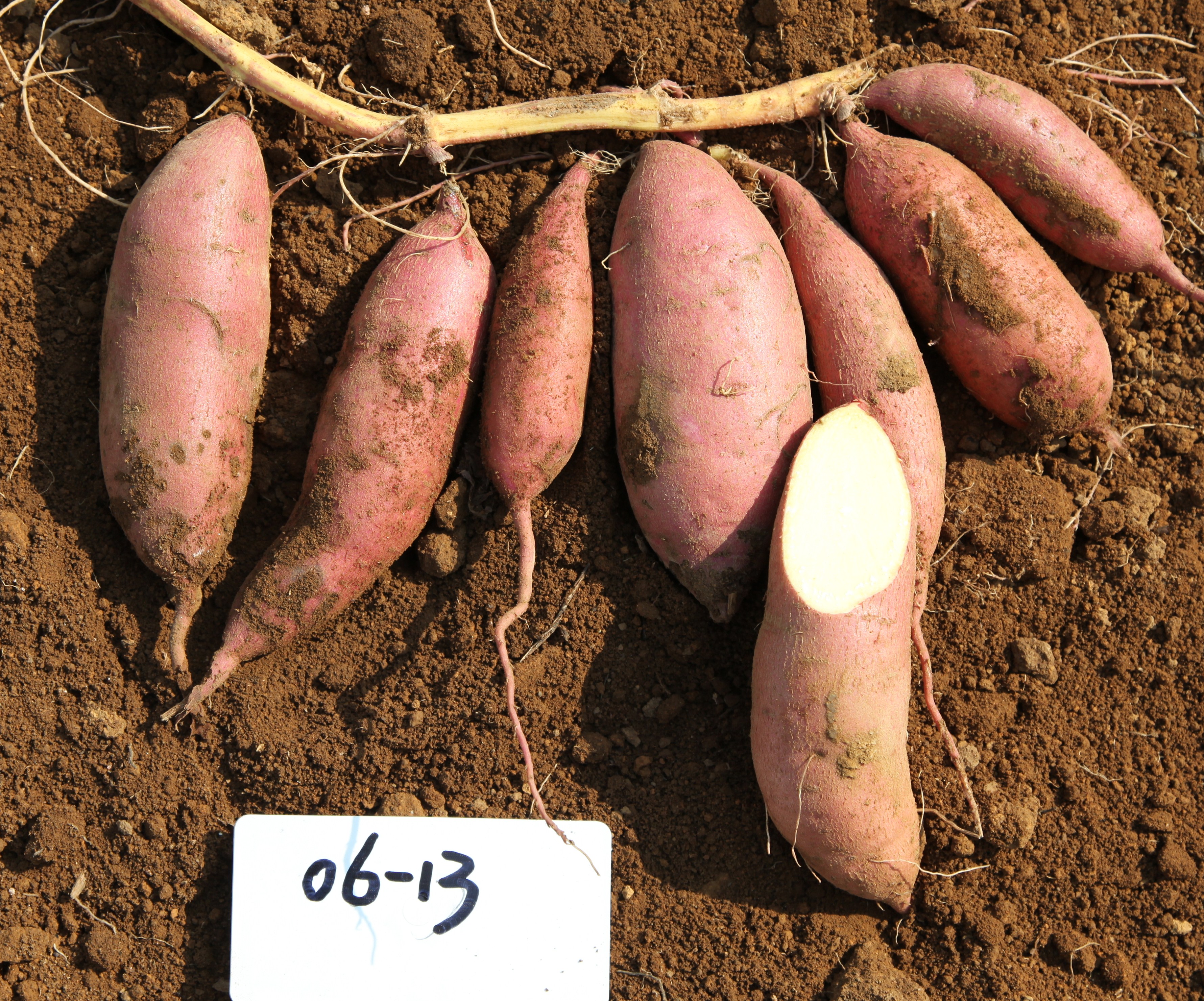 lemmaid="5546402">广西农业科学院经济作物研究所 /a>培育的一种薯类