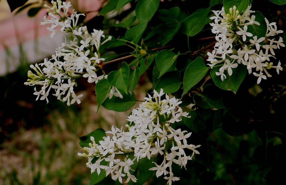  p>白穗花属 i>(speirantha baker) /i>,百合科,多年生草本植物.