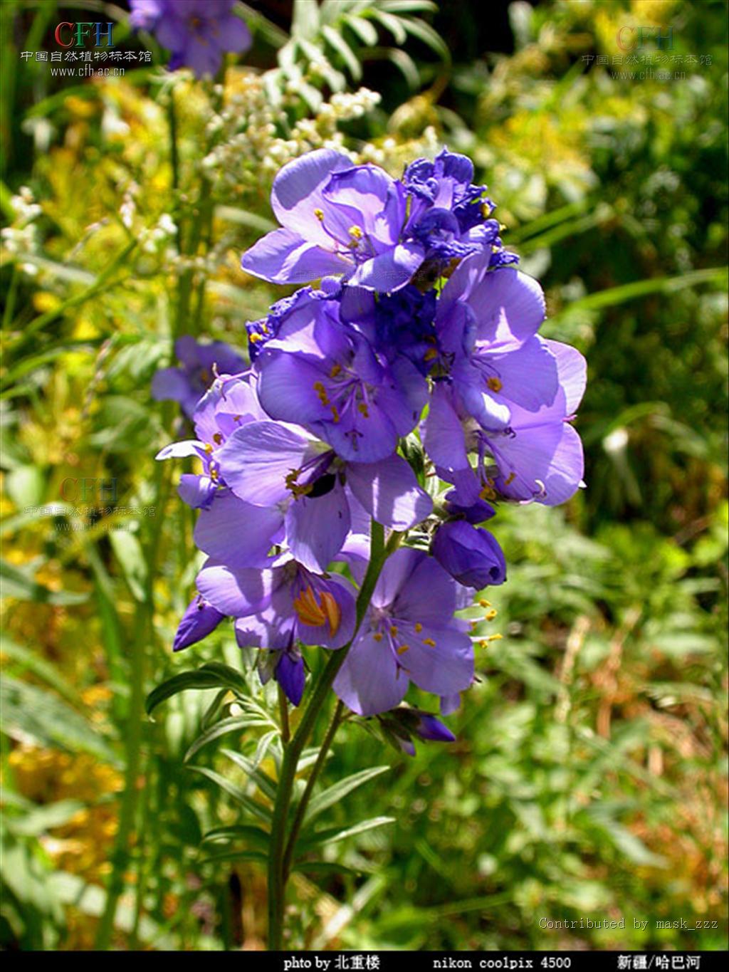  p data-id="tboy0vd27r2r">小花荵,是花荵科花荵属多年生草本植物.