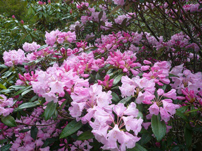  p>银叶杜鹃(学名: i>rhododendron argyrophyllum /i> franch.