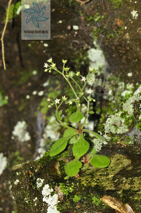  p>大叶火焰草(sedum drymarioides hance)是属于 a target="_blank"