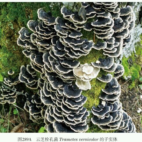  p>青芝,又名龙芝,是一种草药,主要功能是明目,补肝气. /p>