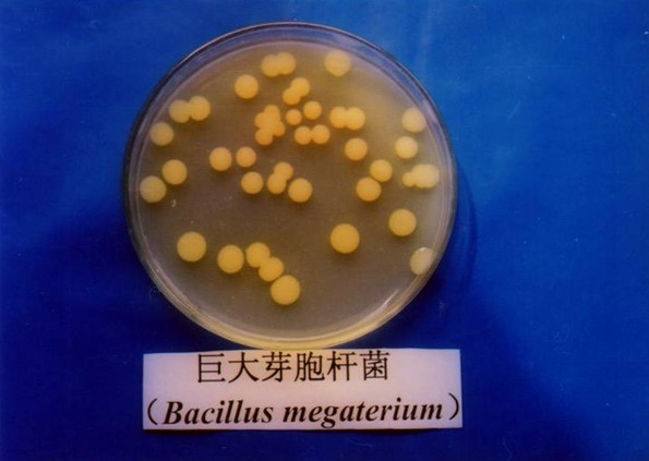  p>巨大芽孢杆菌( i>bacillus megaterium /i> de bary,1884):杆状