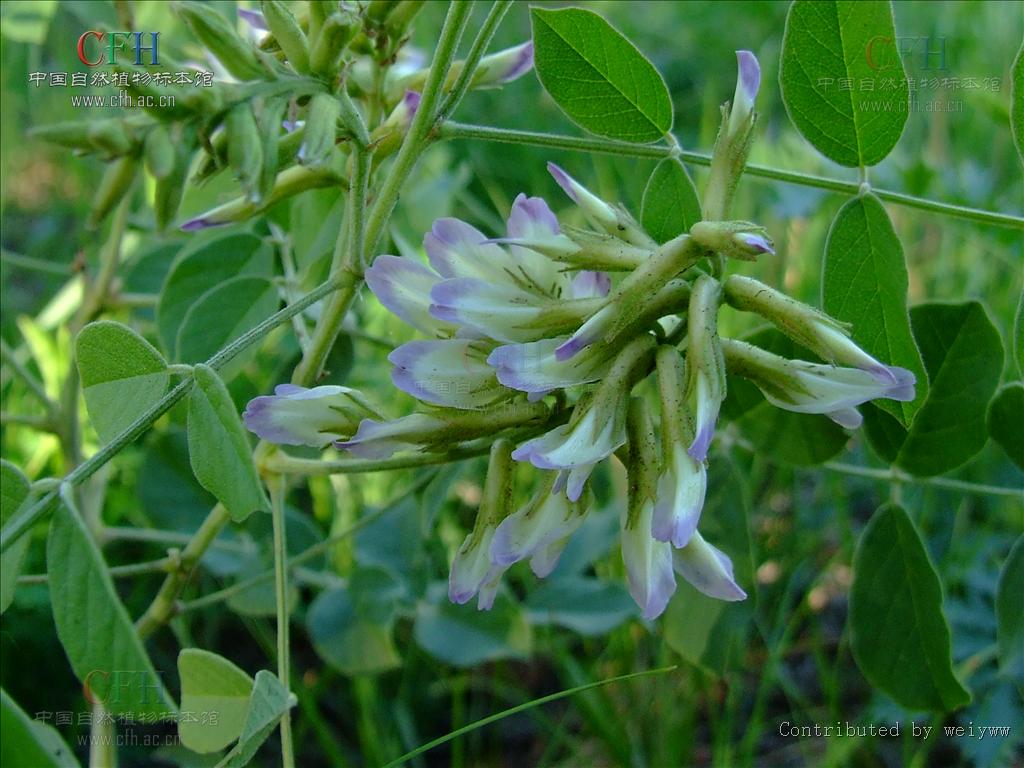 oldenlandia cantonensis how