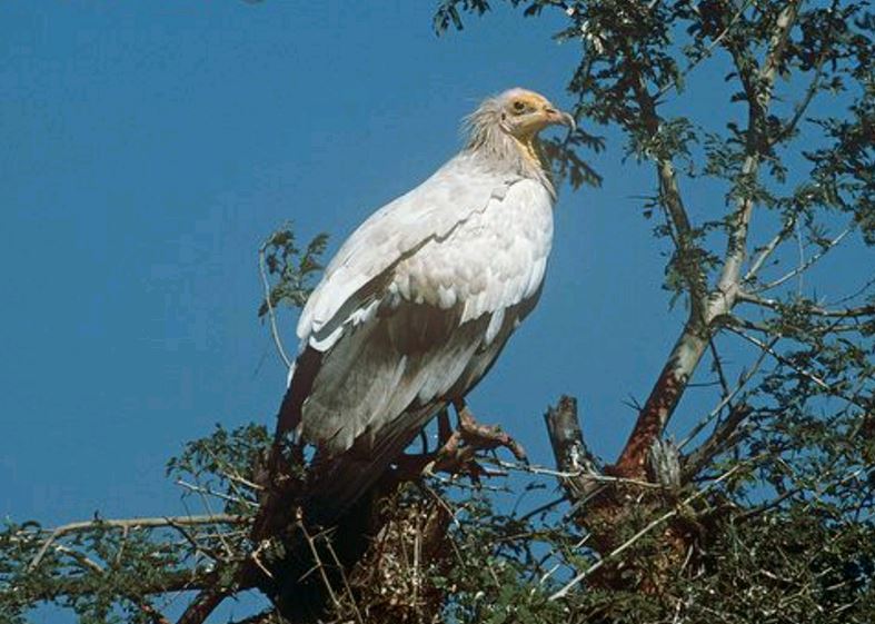  p>白兀鹫(学名: i>neophron percnopterus /i>):也叫 a target="