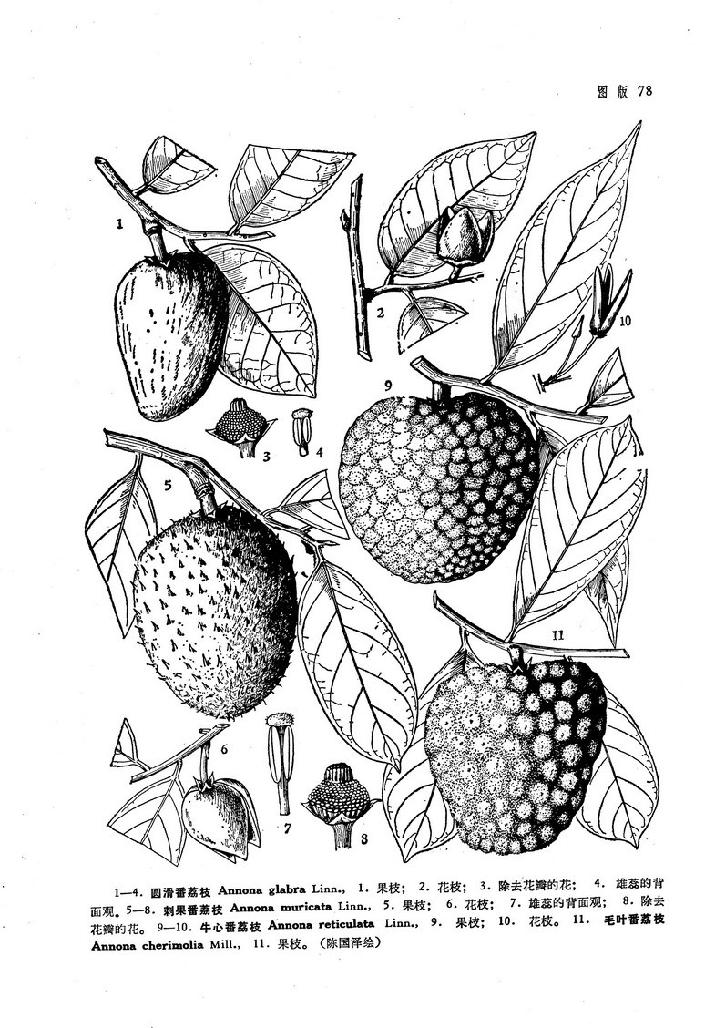  p>刺果番荔枝(学名: i>annona muricata /i> linn.