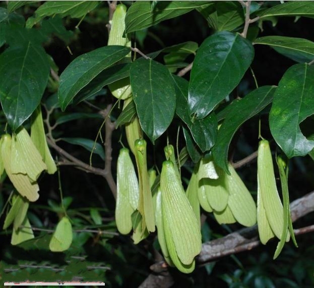  p>狭叶坡垒(学名: i>hopea chinensis /i> hand.-mazz.