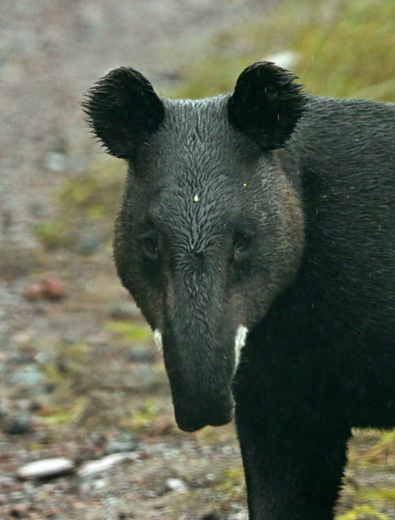  p>山貘(学名: i>tapirus pinchaque /i>):身上生有一层卷毛,有时又被