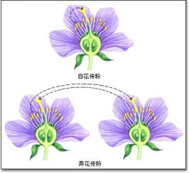 自花传粉植物