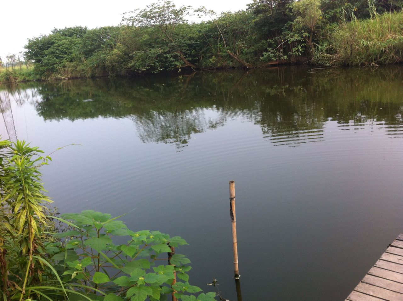 15a56ti8">"黑坑"(hēi kēng)是钓鱼爱好者对商业性质鱼塘的时尚称谓